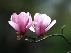 關(guān)于花的詩(shī)句及賞析,紅樓夢(mèng)關(guān)于花的詩(shī)句賞析,有關(guān)花的詩(shī)句古詩(shī)大全賞析