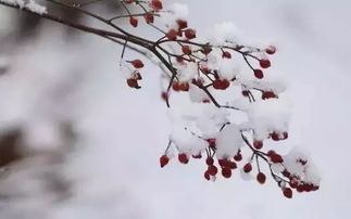關(guān)于寄的詩(shī)句是