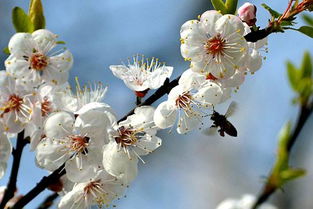 有關(guān)于杏花的詩(shī)句大全