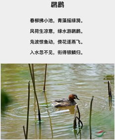 有什么,詩(shī)句,描寫(xiě)
