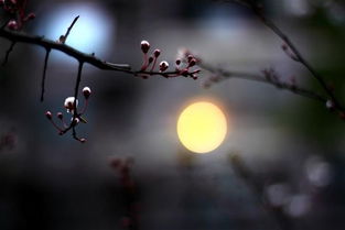 關(guān)于花的詩(shī)句帶作者