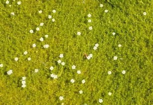跟古詩(shī)苔類(lèi)似的詩(shī)句