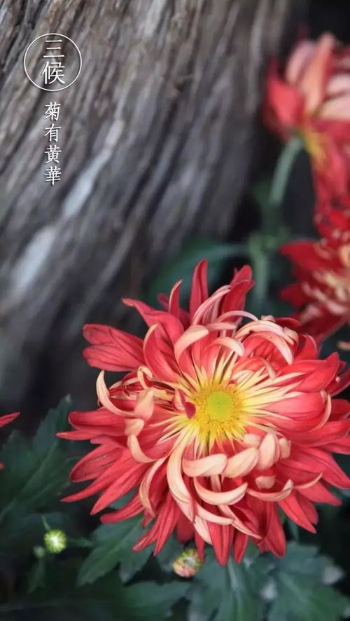 古詩(shī)中有菊字的詩(shī)句