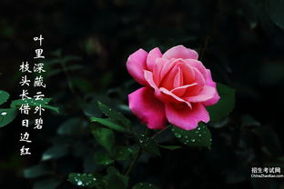 關(guān)于描寫(xiě)月季花的詩(shī)句