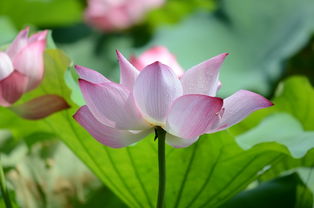 關(guān)于荷花的唯美詩(shī)句大全