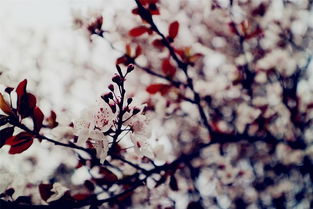 關(guān)于山水桃花的詩(shī)句古詩(shī)詞