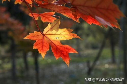 有關(guān)秋天楓葉的詩(shī)句古詩(shī),贊美秋天楓葉的詩(shī)句古詩(shī),描寫(xiě)秋天楓葉的詩(shī)句古詩(shī)三年級
