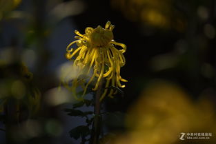 古詩(shī),詩(shī)句,菊花,冬天