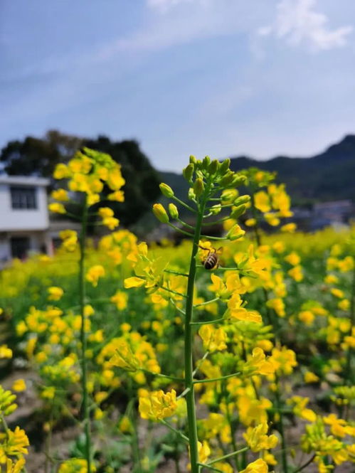 描寫(xiě)春天油菜花的詩(shī)句,描寫(xiě)羅平油菜花的詩(shī)句,描寫(xiě)興化油菜花的詩(shī)句