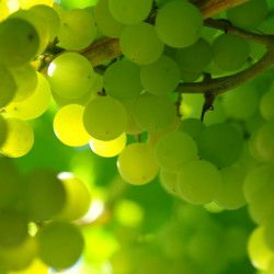 關(guān)于家里葡萄樹(shù)的現代詩(shī)句