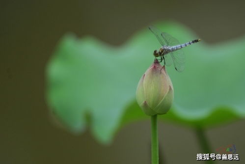 詩(shī)句,蜻蜓,描寫(xiě),愛(ài)情