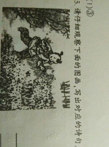 關(guān)于菜花的詩(shī)句古詩(shī)詞