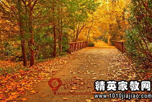 形容落葉的句子唯美詩(shī)句,形容冬天落葉的句子唯美的詩(shī)句,形容秋天落葉的詩(shī)句