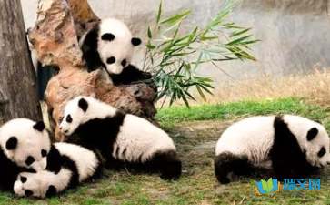 國寶大熊貓作文300字開頭設(shè)問句