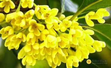 關(guān)于寫(xiě)桂花友情的作文開(kāi)頭