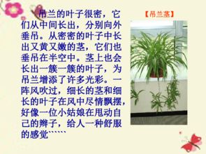植物王國的奧秘作文開(kāi)頭