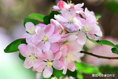 小學(xué)作文開(kāi)頭引用名言