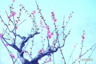 片段作文260字公園里的花千姿百態(tài)為開(kāi)頭