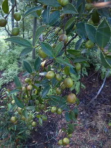 油茶種植可行性報告(油茶種植可行性報告)