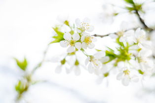 關(guān)于拍花的攝影攻略(拍張（拍張）)