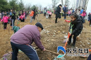 小學(xué)生植樹(shù)活動(dòng)社會(huì )實(shí)踐報告(小學(xué)生植樹(shù)的活動(dòng)方案)