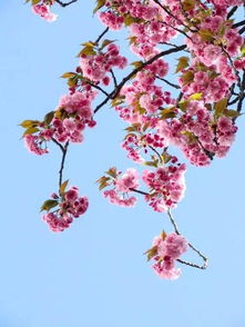 又見(jiàn)櫻花作文開(kāi)頭