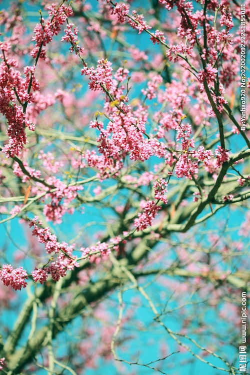 那滿(mǎn)樹(shù)花開(kāi)作文優(yōu)秀開(kāi)頭