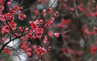 紅梅花作文開(kāi)頭