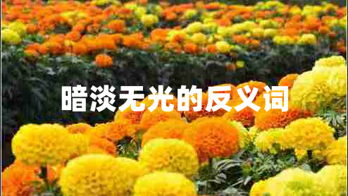 暗淡無(wú)光的反義詞