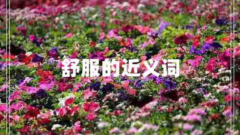 舒服的近義詞