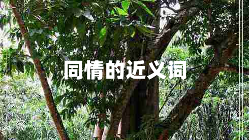 同情的近義詞