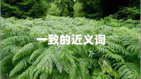 一致的近義詞