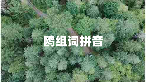 鷗組詞拼音