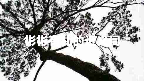 彬彬有禮的近義詞