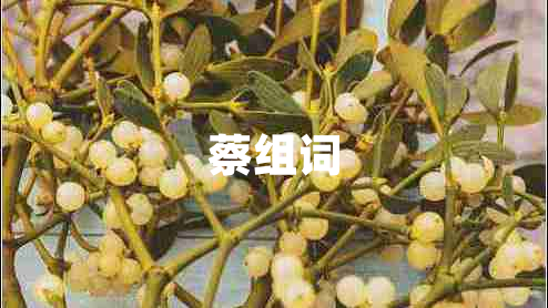 蔡組詞