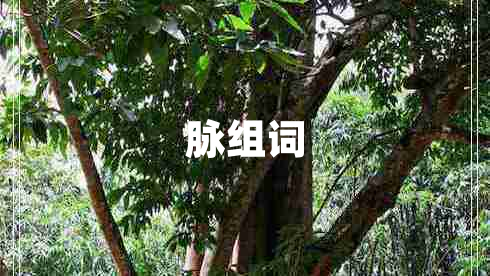 脈組詞