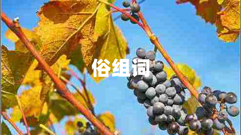 俗組詞