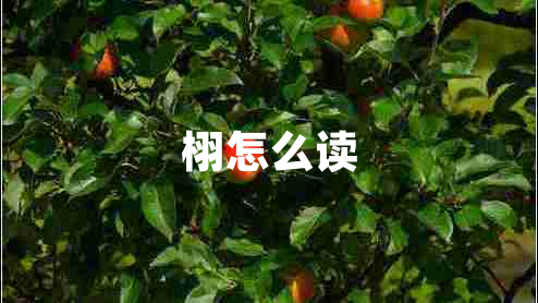 栩怎么讀