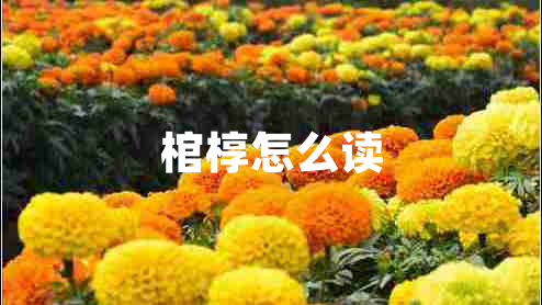 棺槨怎么讀