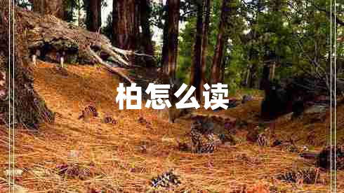 柏怎么讀
