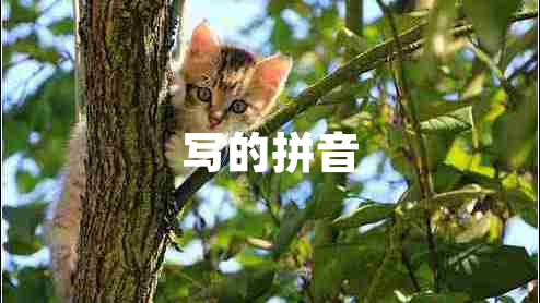 寫(xiě)的拼音