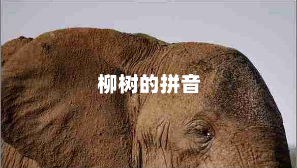 柳樹(shù)的拼音