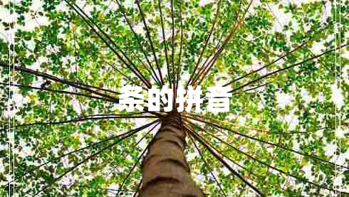 條的拼音