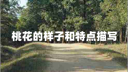 桃花的樣子和特點(diǎn)描寫(xiě)