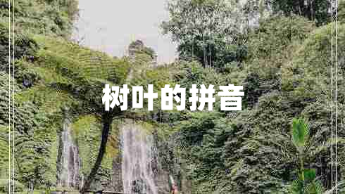 樹(shù)葉的拼音