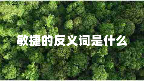 敏捷的反義詞是什么 敏捷的反義詞是什么