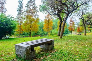 秋景,作文,高中,校園