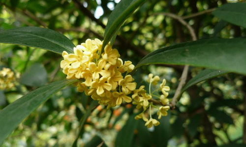 描寫校園桂花的作文初中