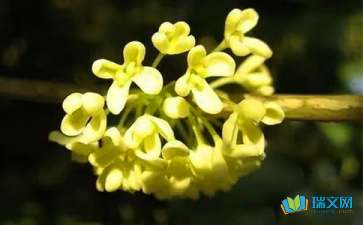 描寫校園桂花的作文600字,描寫校園里桂花的作文300字三年級(jí),描寫校園桂花的作文200字