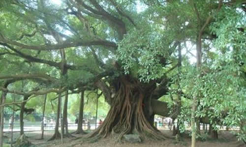 校園的大榕樹(shù)春夏秋冬作文